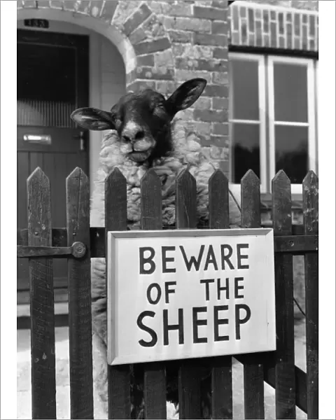Sheep Guard