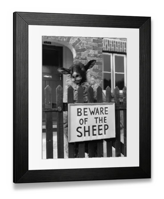 Framed Print : Sheep Guard Framed Print : Sheep Guard