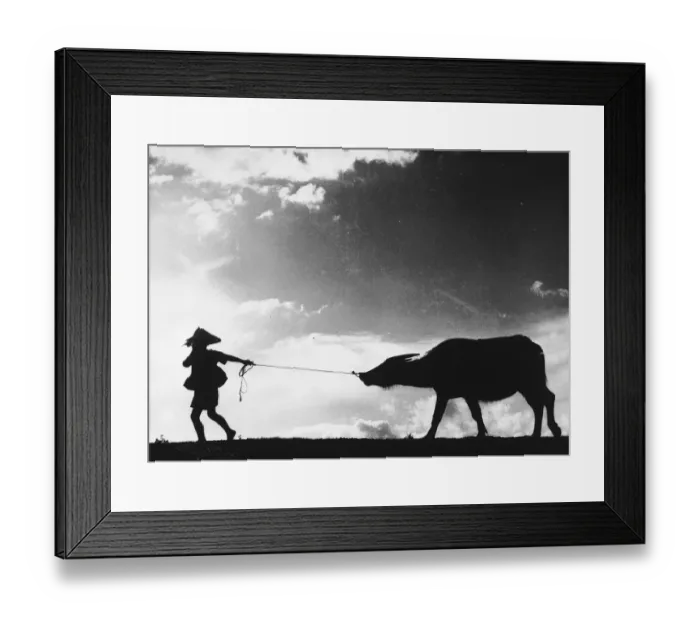 Framed Print : Buffalo Drag
