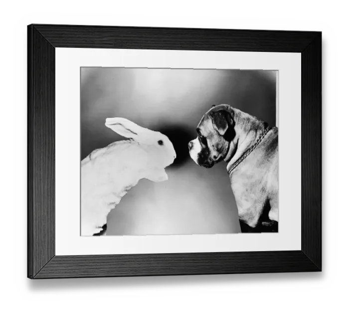 Framed Print : Rabbit And Dog