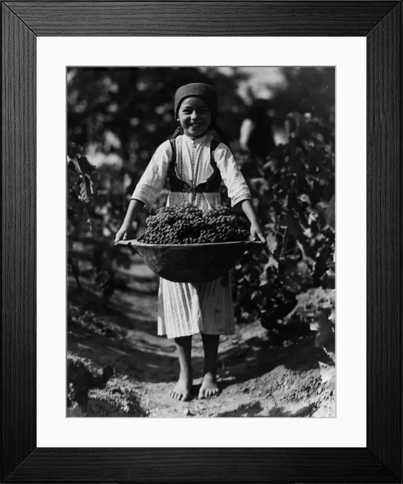Framed Print : Grape Harvest Framed Print : Grape Harvest
