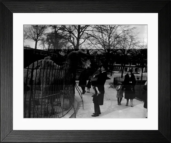 Framed Print : Zoo Camel. March 1928: A little girl is lifted up by her father to get Framed Print : Zoo Camel. March 1928: A little girl is lifted up by her father to get