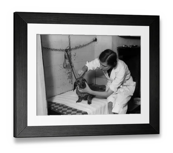 Framed Print : Dog Parlour Framed Print : Dog Parlour