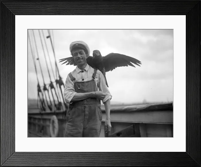 Framed Print : Pet Macaw. 3rd June 1929: A pet macaw on board the Friendship Framed Print : Pet Macaw. 3rd June 1929: A pet macaw on board the Friendship