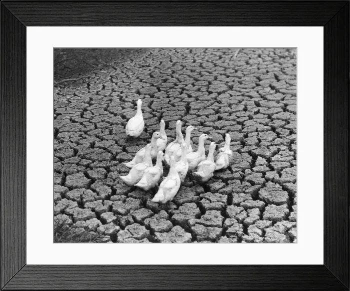 Framed Print : Ducks In A Drought Framed Print : Ducks In A Drought