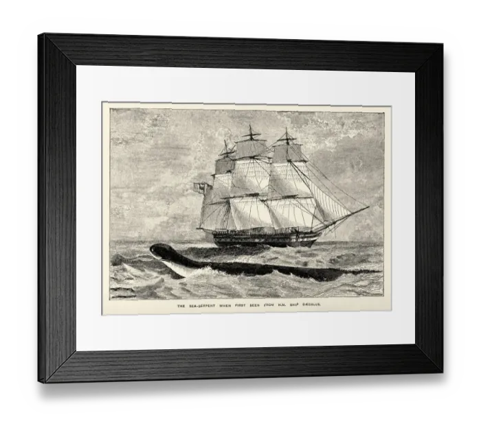 Framed Print : Sea monster - Sea-serpent seen from HMS Daedalus Framed Print : Sea monster - Sea-serpent seen from HMS Daedalus