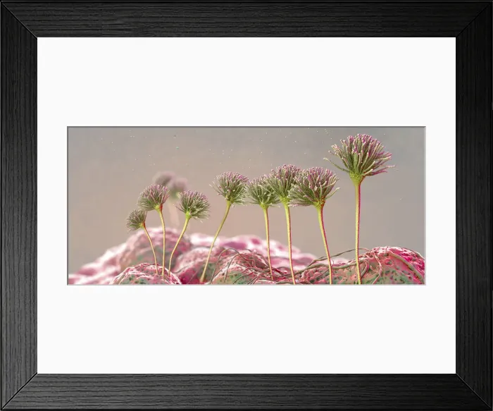 Framed Print : Fungal fruiting bodies, illustration Framed Print : Fungal fruiting bodies, illustration