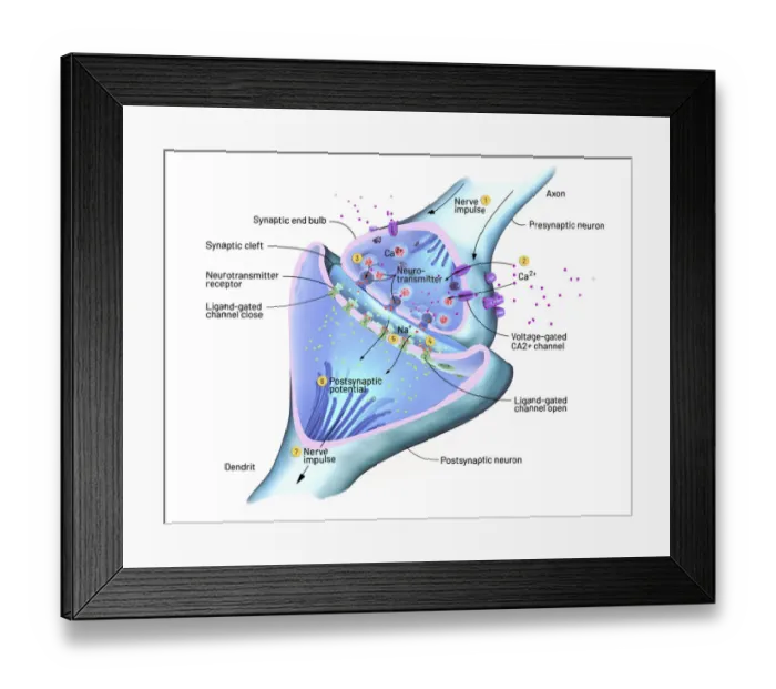 Framed Print : Nerve synapse, illustration Framed Print : Nerve synapse, illustration