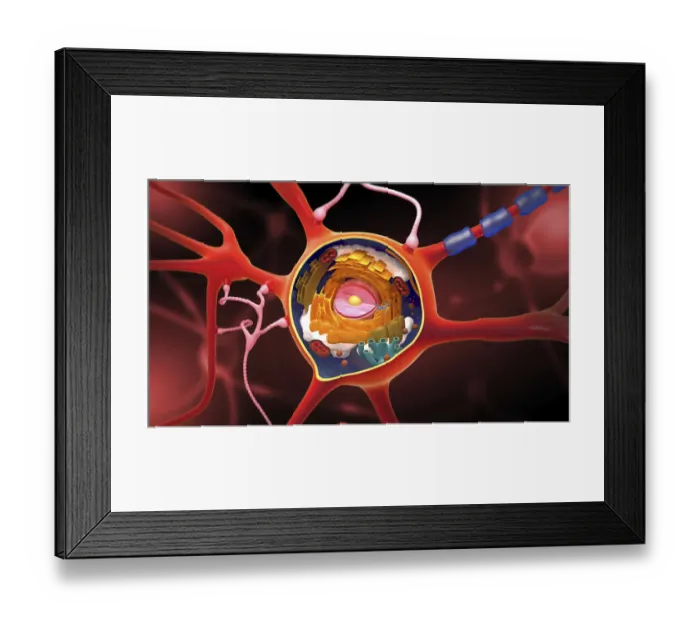 Framed Print : Nerve cell, illustration Framed Print : Nerve cell, illustration