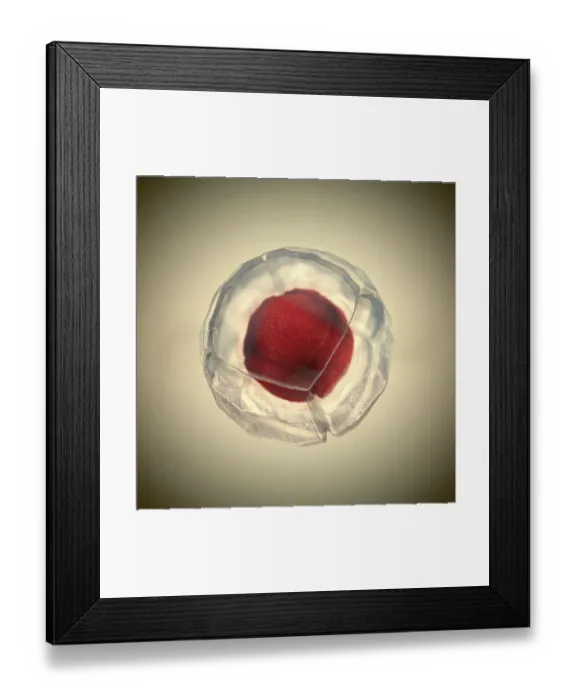 Framed Print : Cell, illustration Framed Print : Cell, illustration