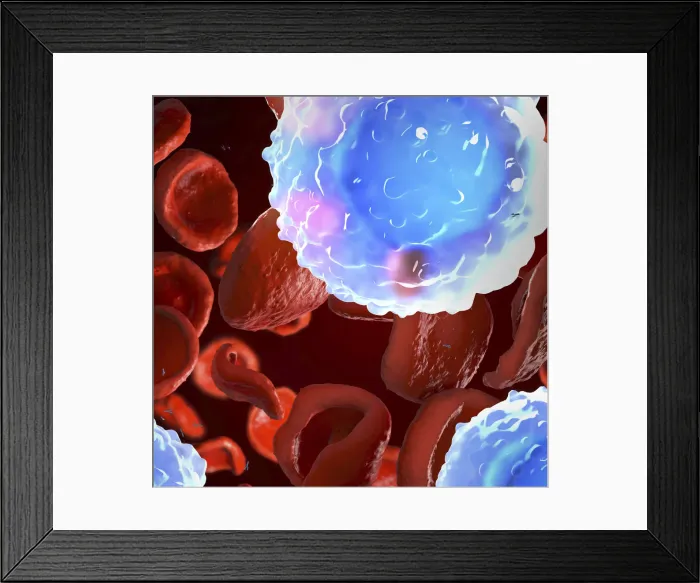 Framed Print : White and red blood cells, illustration Framed Print : White and red blood cells, illustration