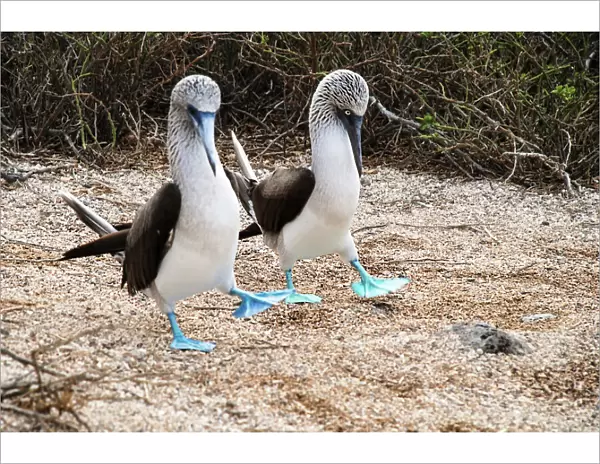 Blue-footed booby courtship