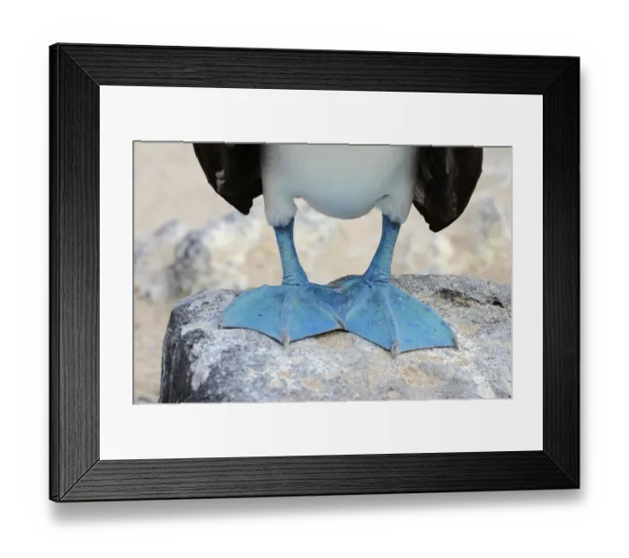Framed Print : Feet of the Blue-footed Booby (Sula nebouxii), Espanola Island, Galapagos, Ecuador Framed Print : Feet of the Blue-footed Booby (Sula nebouxii), Espanola Island, Galapagos, Ecuador
