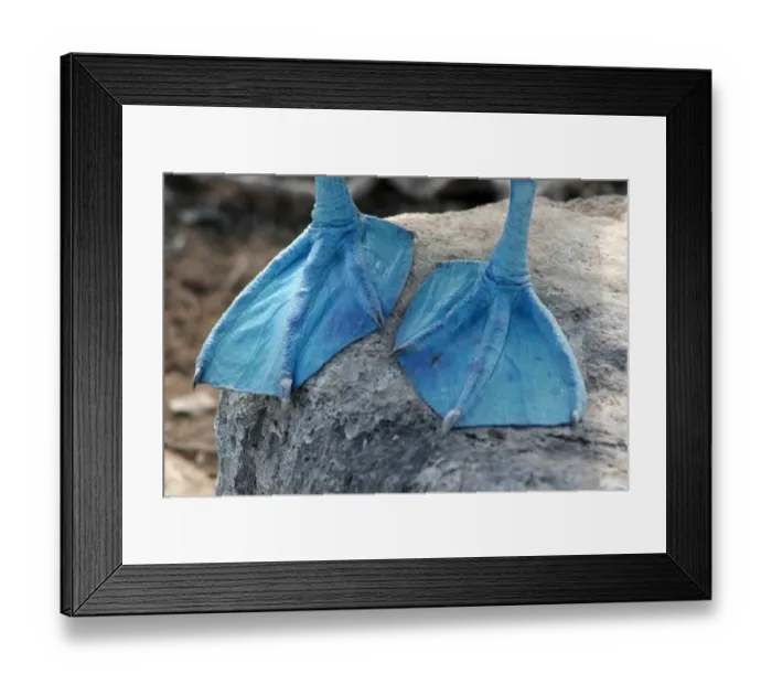 Framed Print : Blue footed booby Framed Print : Blue footed booby