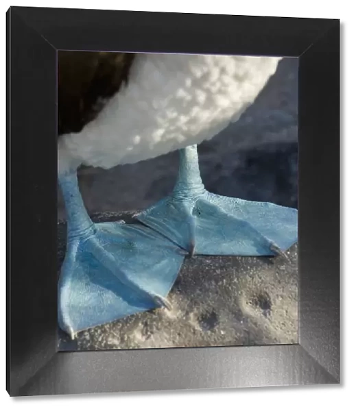 Webbed Feet Of The Blue-Footed Booby (Sula Nebouxii); Galapagos, Equador