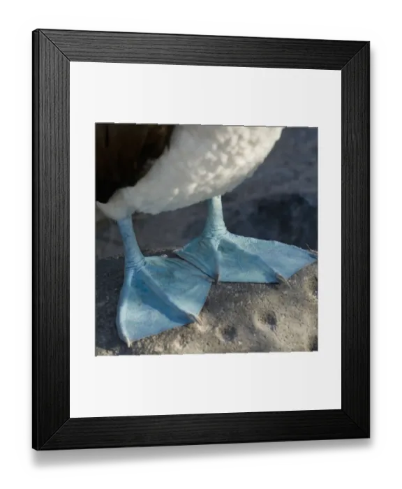Framed Print : Webbed Feet Of The Blue-Footed Booby (Sula Nebouxii); Galapagos, Equador Framed Print : Webbed Feet Of The Blue-Footed Booby (Sula Nebouxii); Galapagos, Equador