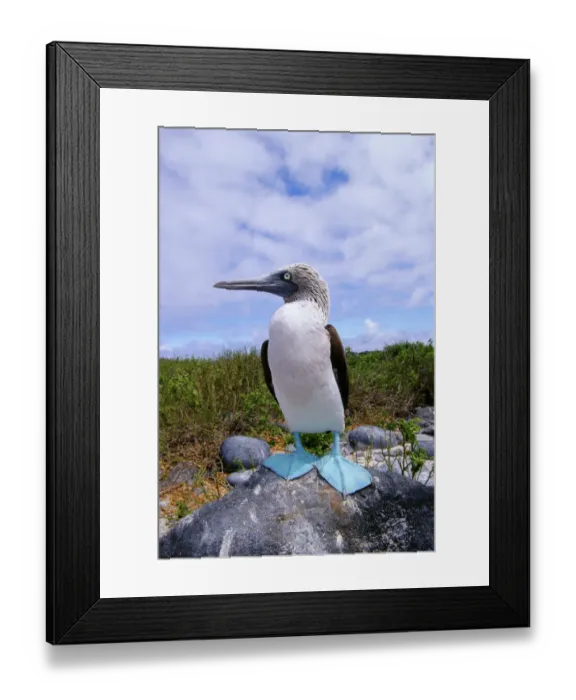 Framed Print : Blue-footed booby (Sula nebouxii) Framed Print : Blue-footed booby (Sula nebouxii)