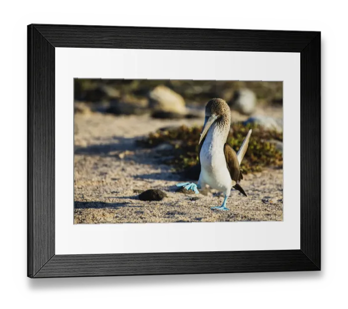 Framed Print : Bright blue feet stand out on a walking blue-footed booby Framed Print : Bright blue feet stand out on a walking blue-footed booby