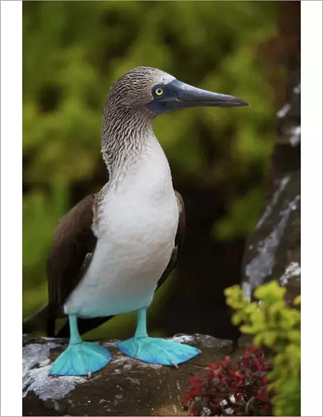 Close up portrait of Blue-footed booby in the Galapagos
