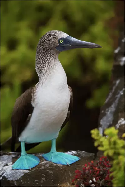 Close up portrait of Blue-footed booby in the Galapagos
