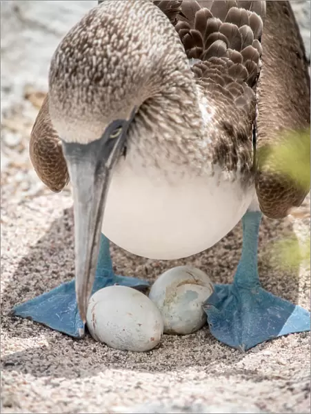 Blue-Footed Booby Eggs
