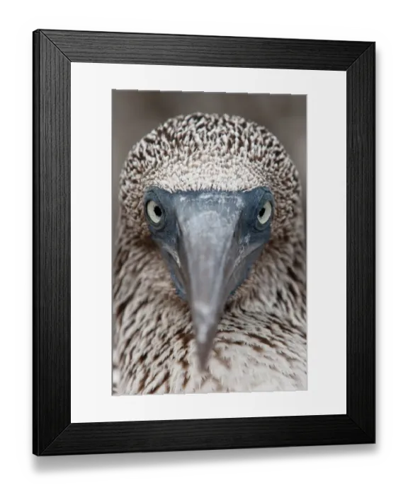 Framed Print : Juveniel blue-footed booby