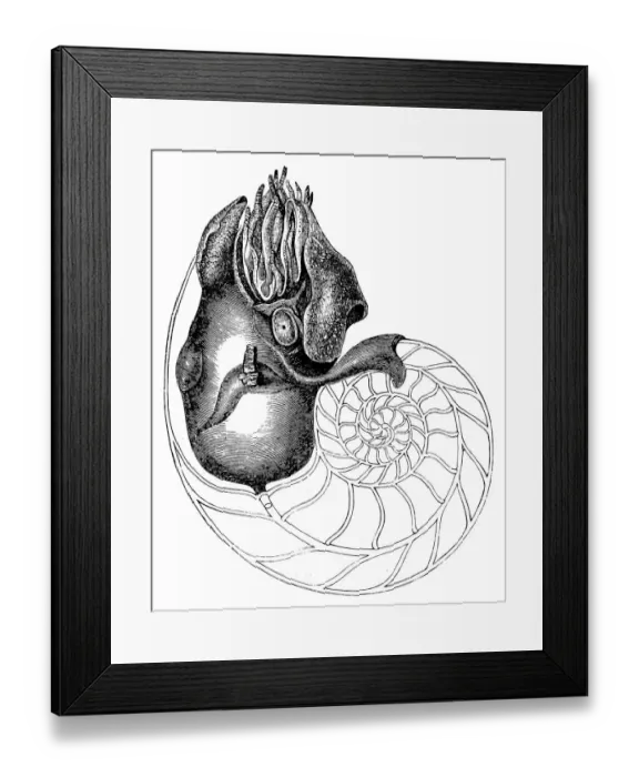 Framed Print : Chambered Nautilus (Nautilus Pompilius) Framed Print : Chambered Nautilus (Nautilus Pompilius)