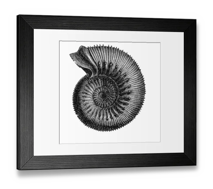 Framed Print : ammonite. Engraving french textbook geology from 1887 Framed Print : ammonite. Engraving french textbook geology from 1887