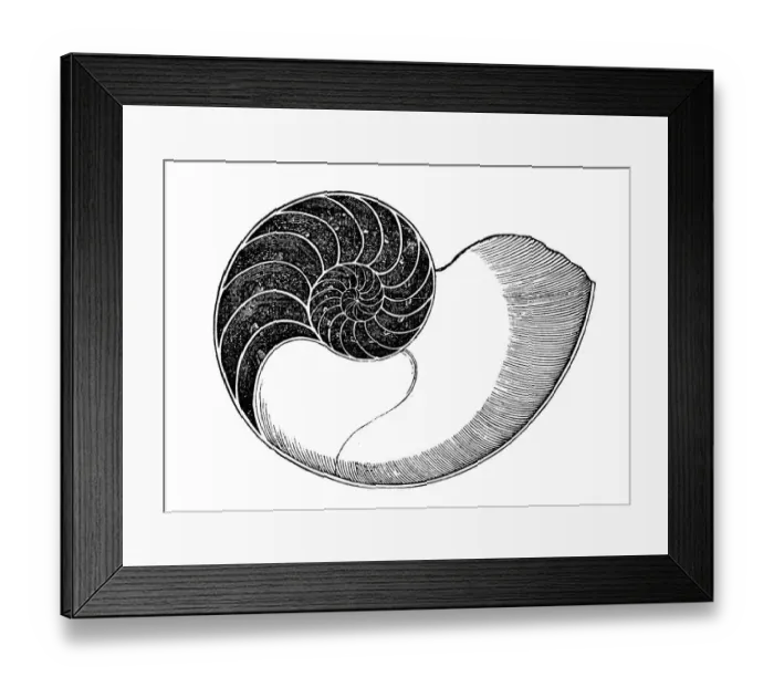 Framed Print : Nautilus. Illustration of 19th century Framed Print : Nautilus. Illustration of 19th century