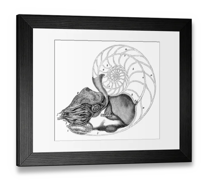 Framed Print : Antique sea animals engraving illustration: Pearly Nautilus Framed Print : Antique sea animals engraving illustration: Pearly Nautilus