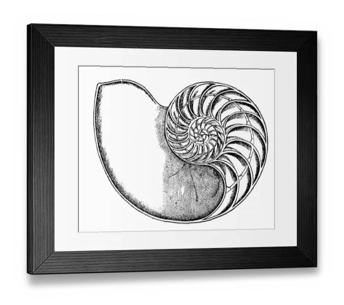 Framed Print : Antique illustration of animals: Nautilus Framed Print : Antique illustration of animals: Nautilus