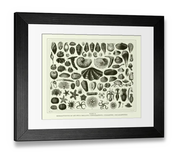 Framed Print : Engraved Antique, Representatives of the Phyla Mollusca, Echindermata, Ctenophora
