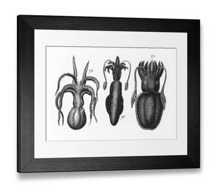 Framed Print : Loligo, Sepia Officinalis, Octopus, Squid, Representatives of the Phyla Mollusca, Echindermata Framed Print : Loligo, Sepia Officinalis, Octopus, Squid, Representatives of the Phyla Mollusca, Echindermata