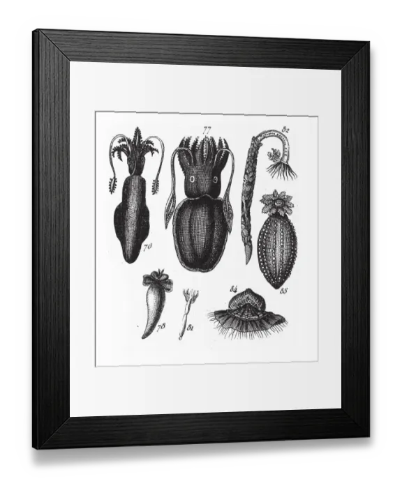 Framed Print : Loligo, Squid, Octopus, Representatives of the Phyla Mollusca, Echindermata, Ctenophora Framed Print : Loligo, Squid, Octopus, Representatives of the Phyla Mollusca, Echindermata, Ctenophora