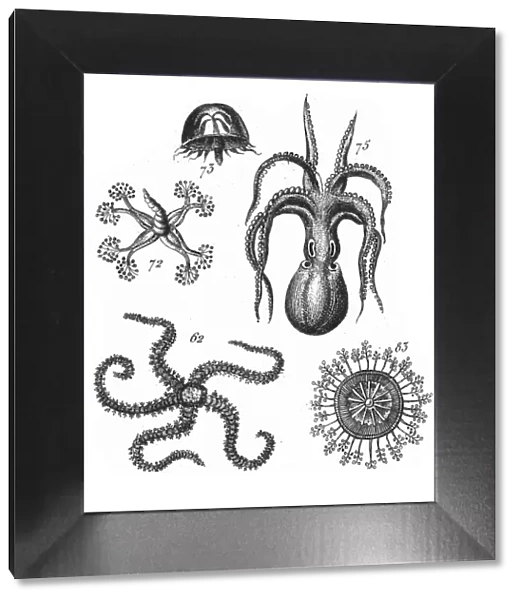 Octopus, Starfish, Representatives of the Phyla Mollusca, Echindermata, Ctenophora