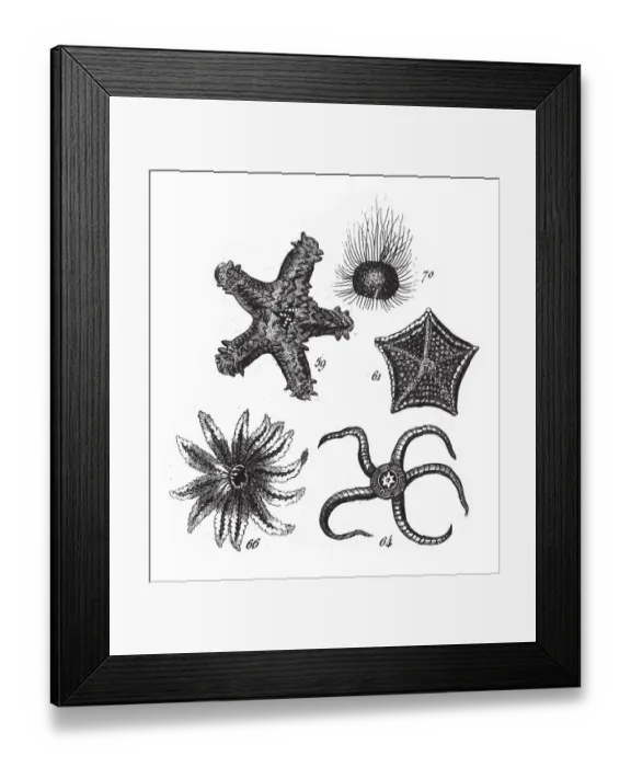 Framed Print : Sea Urchin, Starfish, Representatives of the Phyla Mollusca, Echindermata, Ctenophora Framed Print : Sea Urchin, Starfish, Representatives of the Phyla Mollusca, Echindermata, Ctenophora