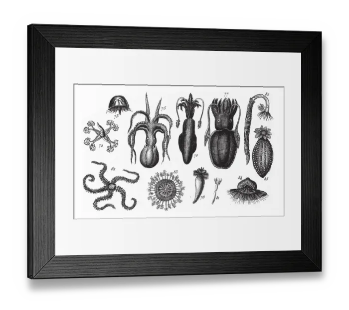Framed Print : Ophiolepis Scolopendrina, Representatives of the Phyla Mollusca, Echindermata, Ctenophora Framed Print : Ophiolepis Scolopendrina, Representatives of the Phyla Mollusca, Echindermata, Ctenophora
