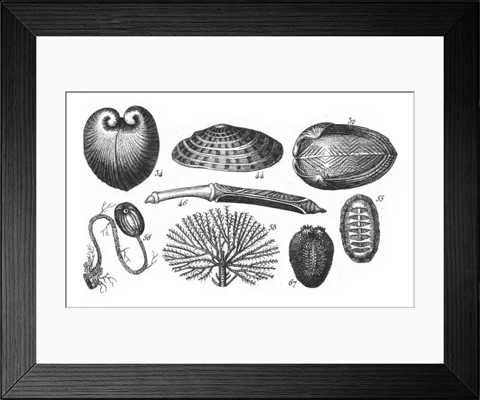 Framed Print : Isocardia Corallina, Representatives of the Phyla Mollusca, Echindermata, Ctenophora Framed Print : Isocardia Corallina, Representatives of the Phyla Mollusca, Echindermata, Ctenophora
