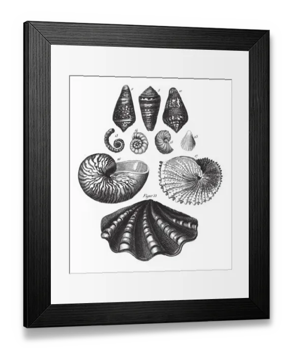 Framed Print : Nautilus Pompilius, Representatives of the Phyla Mollusca, Echindermata, Ctenophora Framed Print : Nautilus Pompilius, Representatives of the Phyla Mollusca, Echindermata, Ctenophora