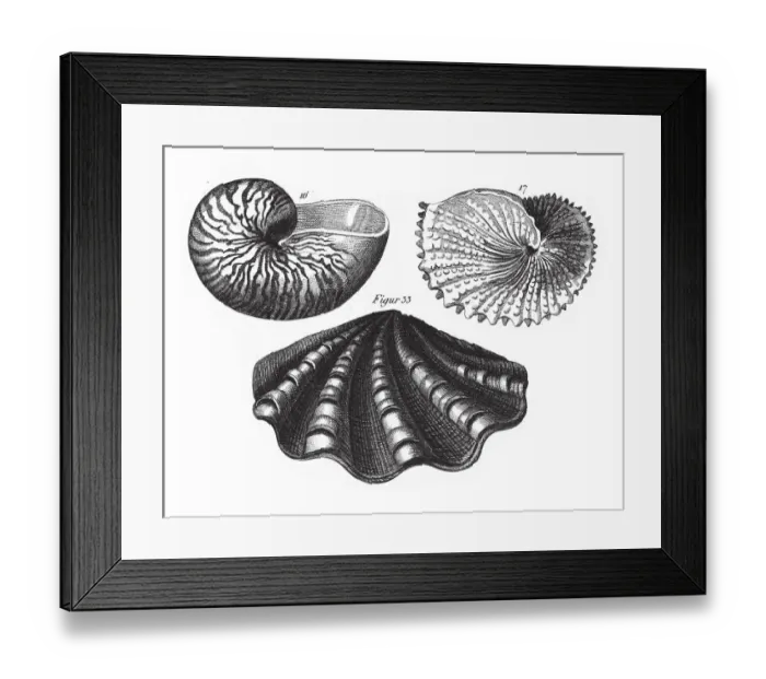 Framed Print : Argonauta Argo, Representatives of the Phyla Mollusca, Echindermata, Ctenophora Framed Print : Argonauta Argo, Representatives of the Phyla Mollusca, Echindermata, Ctenophora
