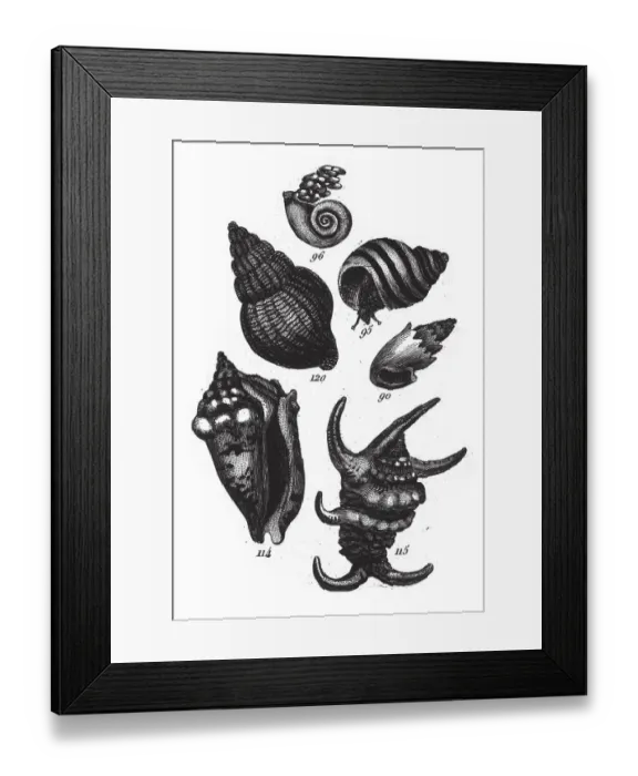Framed Print : Strombus Lentiginosus, Representatives of the Phyla Porifera, Coelenterata and Mollusca Framed Print : Strombus Lentiginosus, Representatives of the Phyla Porifera, Coelenterata and Mollusca