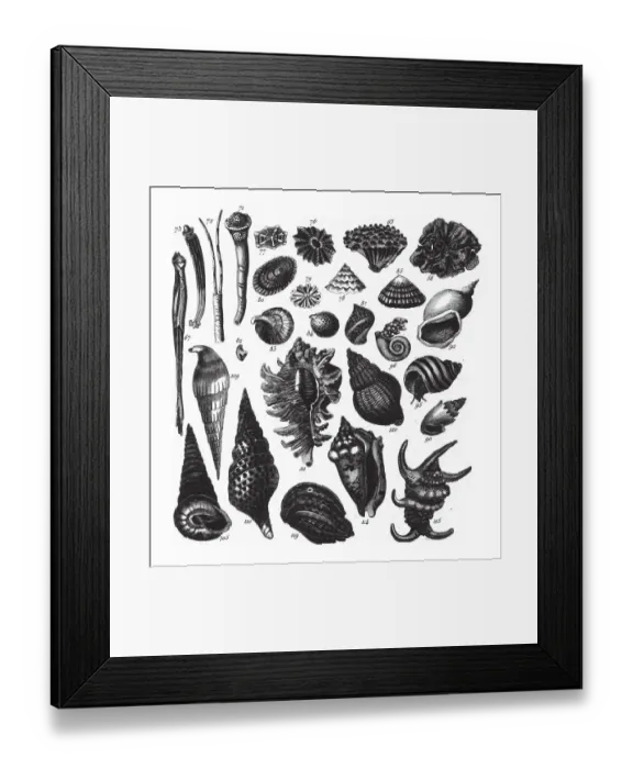 Framed Print : Murex Ramosa, Representatives of the Phyla Porifera, Coelenterata and Mollusca Engraving Framed Print : Murex Ramosa, Representatives of the Phyla Porifera, Coelenterata and Mollusca Engraving