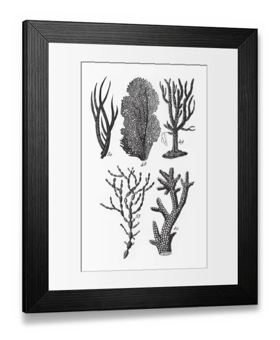 Framed Print : Pholas DactylusGorgonia Cerataphyta, Representatives of the Phyla Porifera, Coelenterata Framed Print : Pholas DactylusGorgonia Cerataphyta, Representatives of the Phyla Porifera, Coelenterata