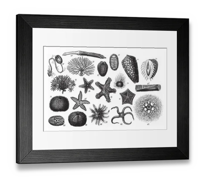 Framed Print : Holopus Rangii, Representatives of the Phyla Mollusca, Echindermata, Ctenophora Framed Print : Holopus Rangii, Representatives of the Phyla Mollusca, Echindermata, Ctenophora