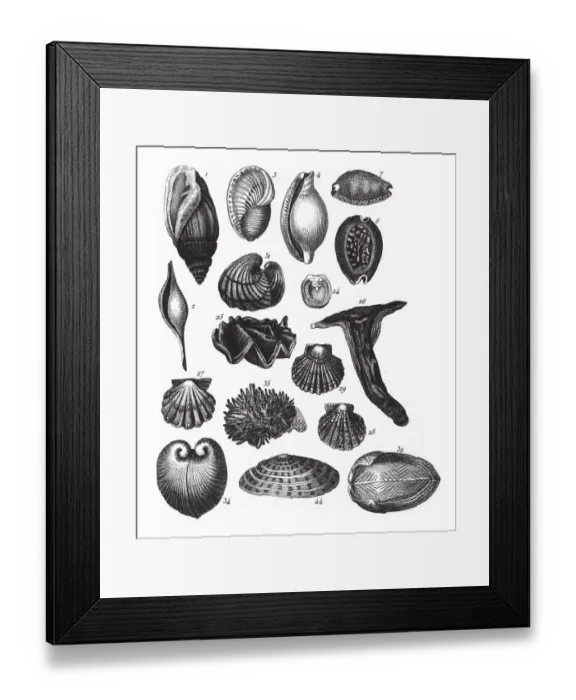 Framed Print : Ovula Ovum, Representatives of the Phyla Mollusca, Echindermata, Ctenophora and Arthropoda Framed Print : Ovula Ovum, Representatives of the Phyla Mollusca, Echindermata, Ctenophora and Arthropoda