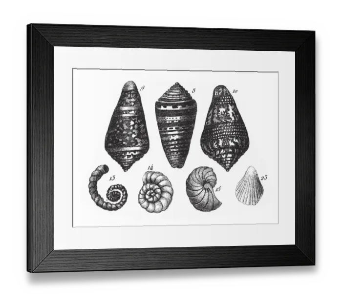 Framed Print : Conus Summus, Representatives of the Phyla Mollusca, Echindermata, Ctenophora Framed Print : Conus Summus, Representatives of the Phyla Mollusca, Echindermata, Ctenophora