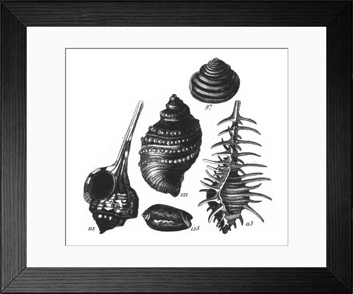 Framed Print : Murex Haustellum, Representatives of the Phyla Porifera, Coelenterata and Mollusca Framed Print : Murex Haustellum, Representatives of the Phyla Porifera, Coelenterata and Mollusca