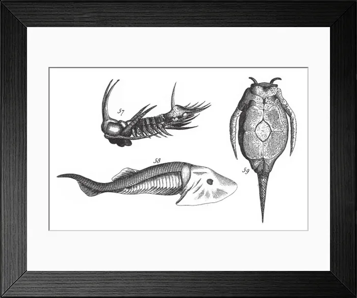 Framed Print : Fossils of the Transition Slate, Fossils and Representation of Animals of the Lias Framed Print : Fossils of the Transition Slate, Fossils and Representation of Animals of the Lias