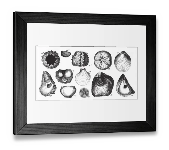 Framed Print : Fossils of the Copper Slate Formation, Section of the Wirksworth Cave and Fossils Framed Print : Fossils of the Copper Slate Formation, Section of the Wirksworth Cave and Fossils