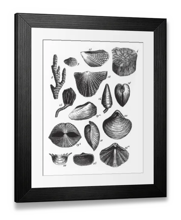 Framed Print : Fossils of the Transition Slate, Fossils and Representation of Animals of the Lias Framed Print : Fossils of the Transition Slate, Fossils and Representation of Animals of the Lias